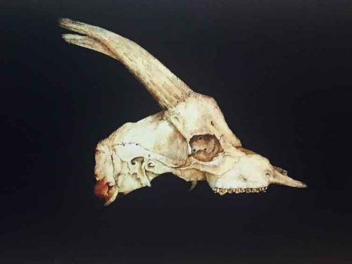 Snowdon Mountain Goat